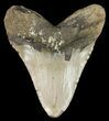 Bargain, Megalodon Tooth - North Carolina #48897-2